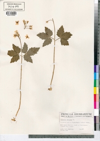 Cardamine diphylla image