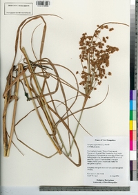 Scirpus cyperinus image