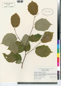 Corylus cornuta image