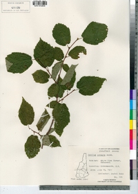 Corylus cornuta image