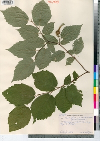 Corylus cornuta image