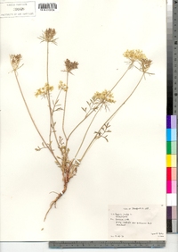 Daucus carota image