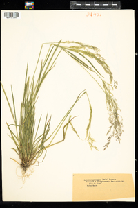 Agrostis perennans image