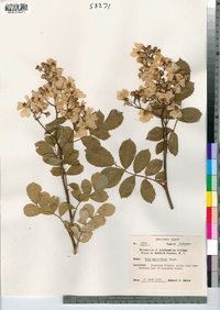 Rosa multiflora image