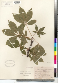 Aesculus glabra image