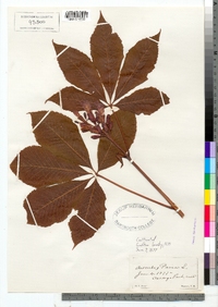 Aesculus glabra image