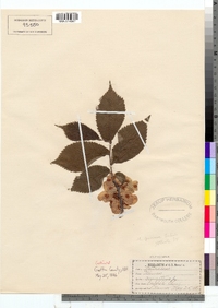 Ulmus procera image