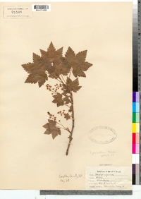 Ribes glandulosum image