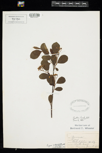 Photinia melanocarpa image
