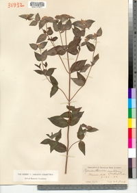 Pycnanthemum muticum image