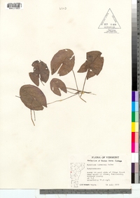 Nymphaea odorata ssp. tuberosa image