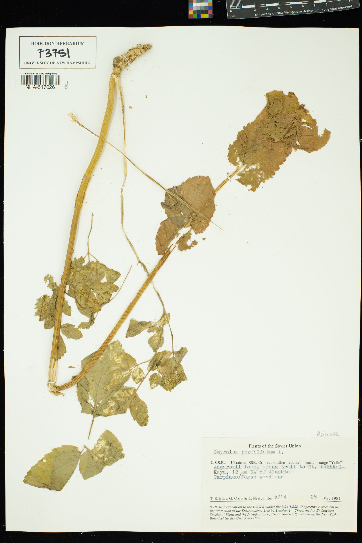 Smyrnium perfoliatum image