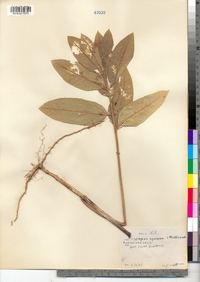 Asclepias syriaca image