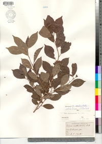 Ilex verticillata image