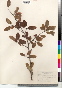 Ilex mucronata image