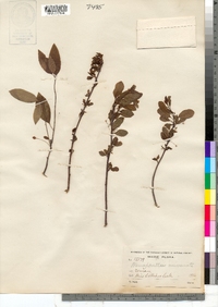 Ilex mucronata image