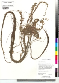 Callitriche palustris image