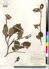 Alnus incana image