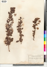 Berberis vulgaris image