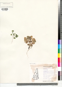 Cardamine pensylvanica image