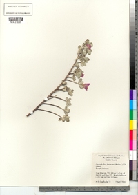 Image of Leucophyllum frutescens
