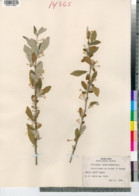 Elaeagnus umbellata image