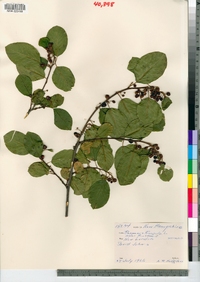 Frangula alnus image