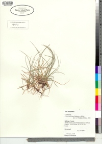 Carex tonsa var. rugosperma image