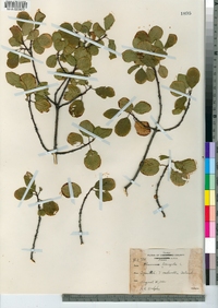 Frangula alnus image