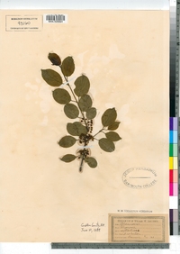 Rhamnus cathartica image