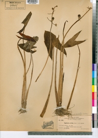 Sagittaria cuneata image