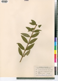 Ligustrum amurense image