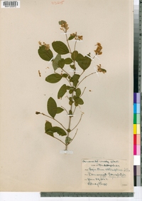 Ligustrum obtusifolium image