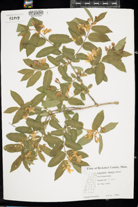 Lonicera bella image