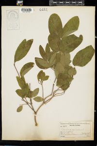 Lonicera canadensis image