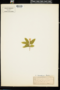 Lonicera canadensis image