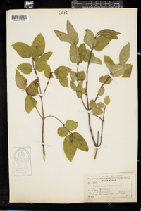 Lonicera canadensis image