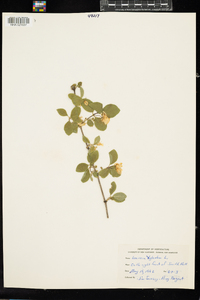 Lonicera xylosteum image