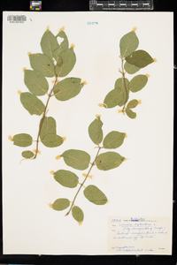 Lonicera xylosteum image