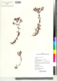 Hypericum boreale image