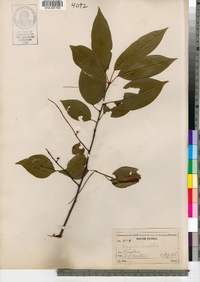 Prunus serotina image