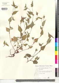 Persicaria nepalensis image