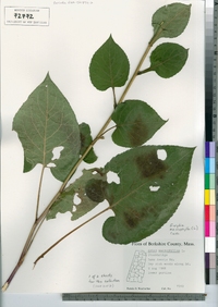 Eurybia macrophylla image