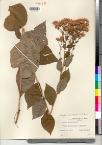 Eurybia macrophylla image