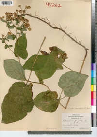 Eurybia macrophylla image