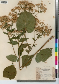 Eurybia macrophylla image