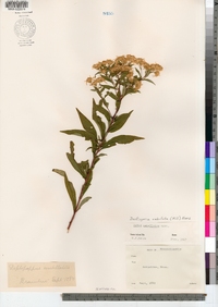 Doellingeria umbellata image