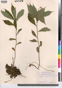 Oclemena acuminata image