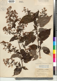 Symphyotrichum cordifolium image