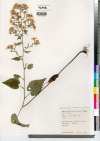 Symphyotrichum cordifolium image